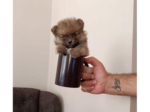 Sağlıklı pomeranian yavrularımız