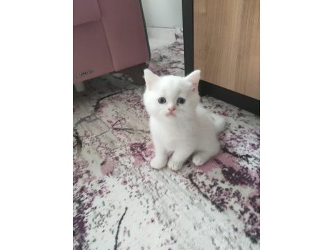 2 adet beyaz mavi gözlü teslime hazır british shorthair