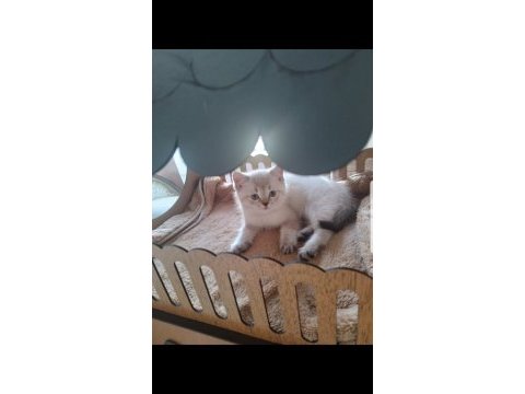 British shorthair 2 aylık erkek