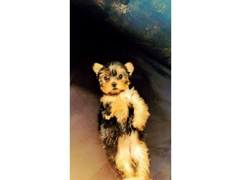 Orijinal sıfır beden yorkshire terrier