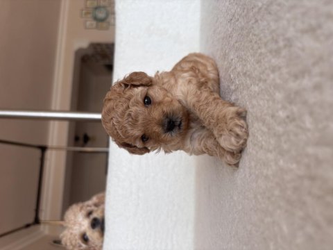5 haftalık poodle