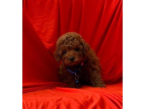 Sağlık ve ırk garantili toy poodle bebeklerim