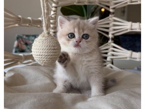 Şecereli anne babadan british shorthair yavrular
