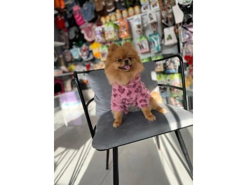 Teddy bear 1 yaş üst kalite dişi pomeranian