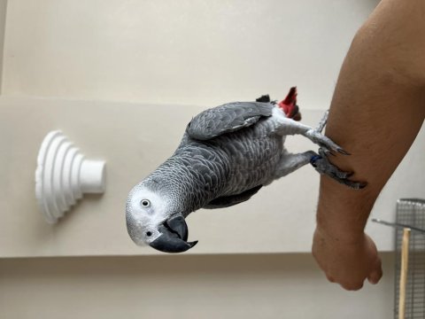 1 yaşında evcil jako papağanı belgeli