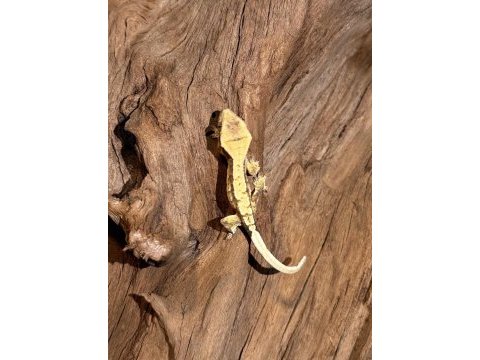 Yavru crested geckolar