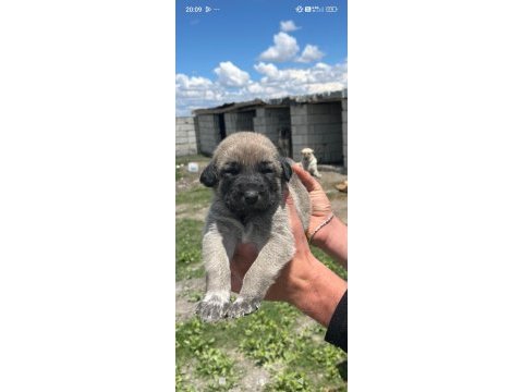 Köpekler 81 ile sorunsuz gönderim var