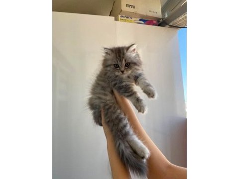 British longhair yavru kedimiz