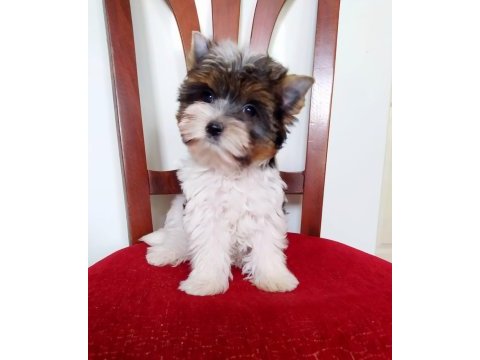 Yorkshire terrier ve biweryork yavrular
