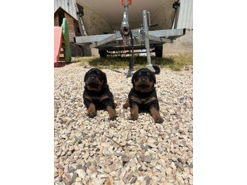 Üst segment dişi erkek rottweiler bebekler