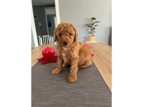 Dişi toy poodle