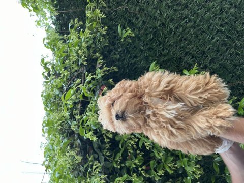 Maltipoo poodle kalitesinde