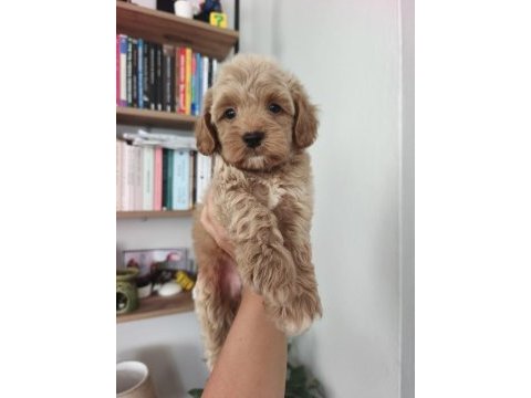Maltipoo erkek dişi yavrularımız mevcuttur