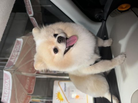 11 aylık erkek pomeranian