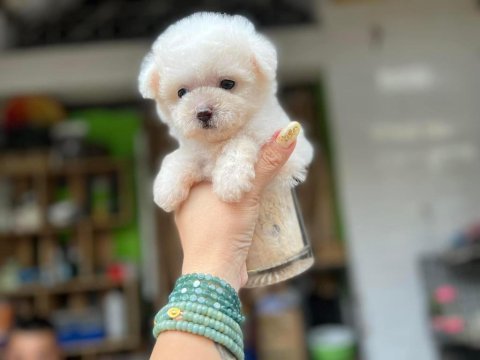 Maltipoo oğlumuz rolex