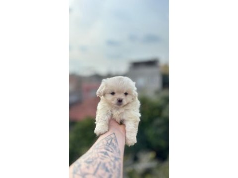 Maltese erkek köpeğimiz
