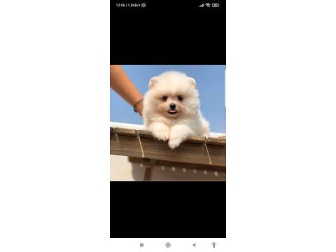 Ayı surat pomeranian