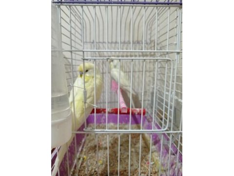 10 adet muhabbet kuşu