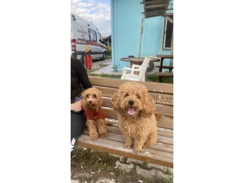 2 yaş erkek poodle dişi eş arıyorum
