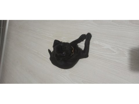 Aşıları tam 3.5 aylık dişi pug
