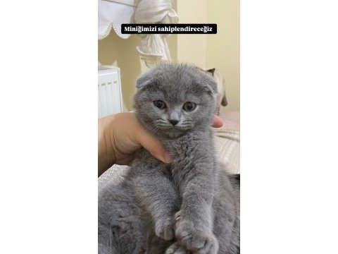 Oyuncu scottish fold kızımız