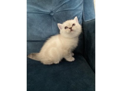 Şeker gibi british shorthair yavru