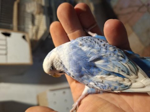 Ücretsiz muhabbet kuşu
