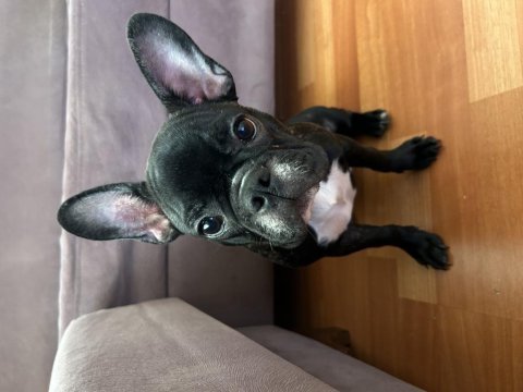 5 aylık dişi french bulldog