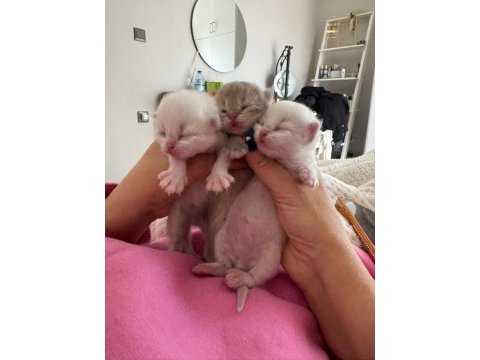 Üst sınıf british longhair yavrularımız