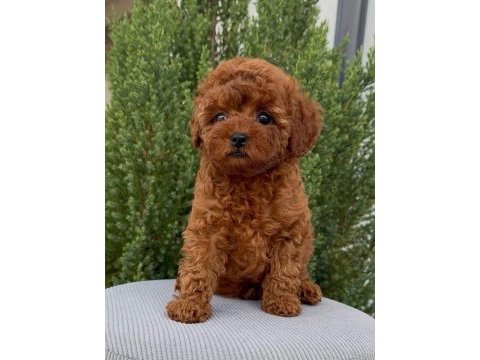 Kore kan red brown toy poodle