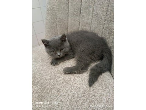 2 aylık british shorthair