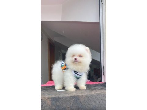 Ayı surat pomeranian boo yavrular