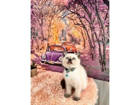 Uygun verilecek british shorthair yavrular