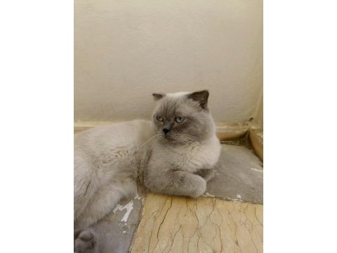 Scottish fold kedime dişi arıyoruz çiftleşecek