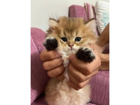 British longhair kedimiz