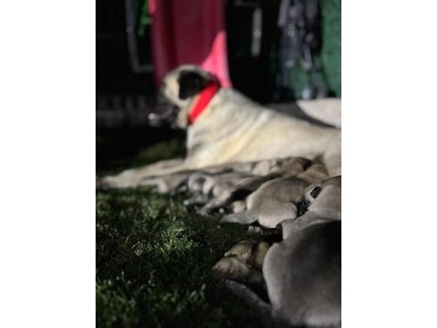 Üst düzey vasıflı kangal yavruları izmir