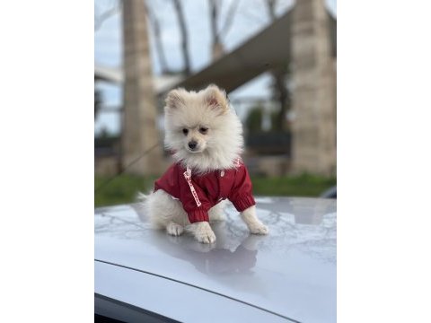 Tilki surat pomeranian