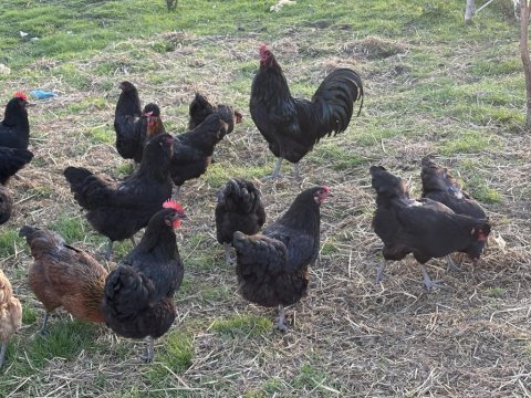 Çeşitli ırklarda mavi yeşil sarı ve kırmızı yumurtacı tavuk
