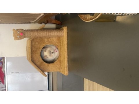 Sahiplendirilecek british shorthair kedimiz