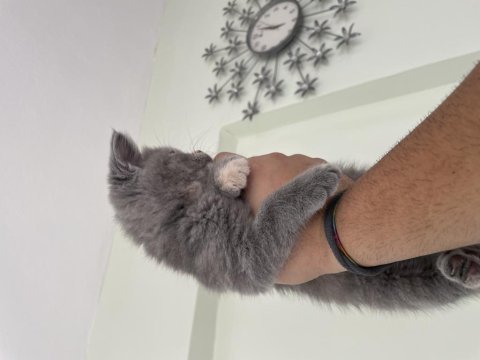 2 aylık british shorthair