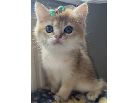 British shorthair safkan bebeklerimiz