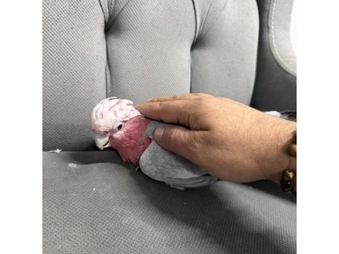 Yavvru gül kakadu papağanı