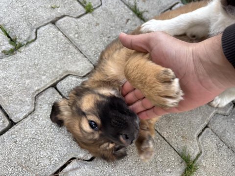 1 ocak doğumlu bakımlı yavru köpekler