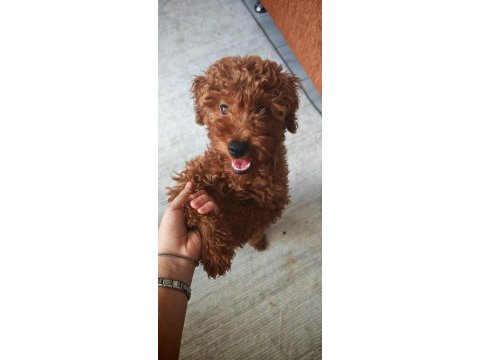 Poodle köpeğimiz