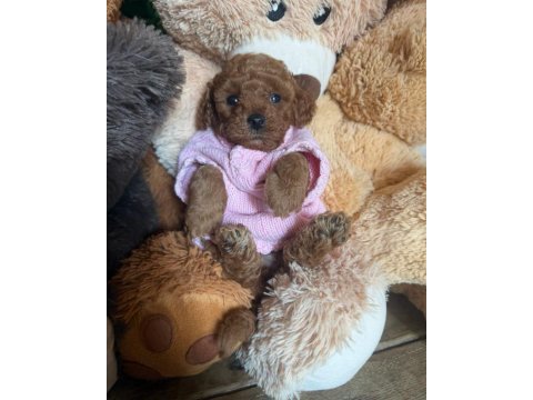 Ruhsatlı köpek çiftliğinden toy poodle yavrularımız