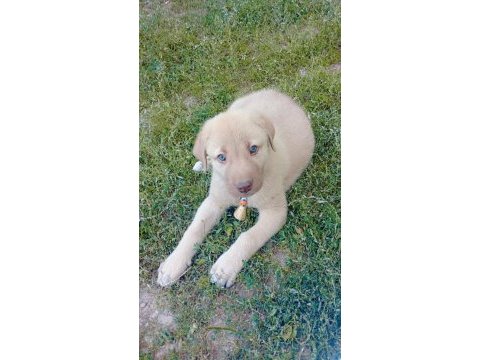 Hakiki labrador köpeğimiz satılık