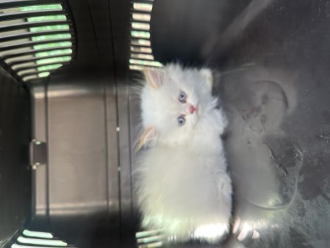 Kartopu british longhair kızım