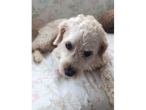 Ücretsiz maltipoo 2 yaşında