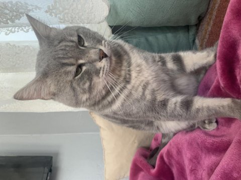 British shorthair kedisi