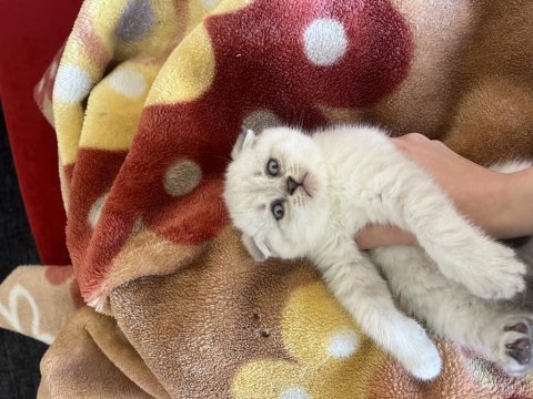 Erkek lynx point scottish fold yavrularım